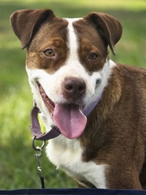 Semi(HW+), Young Female Cattle Dog