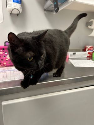 Ebony, Senior Female Domestic Short Hair