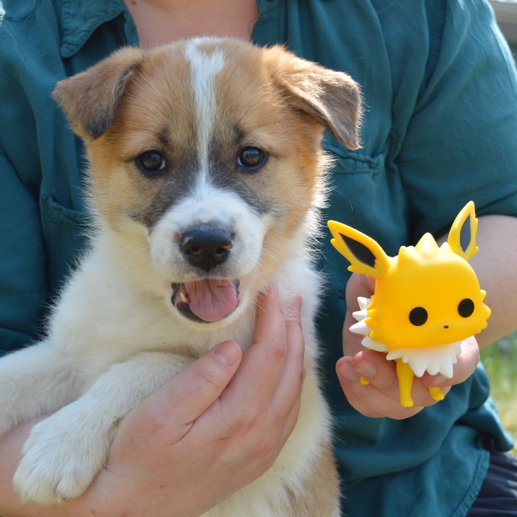 Jolteon