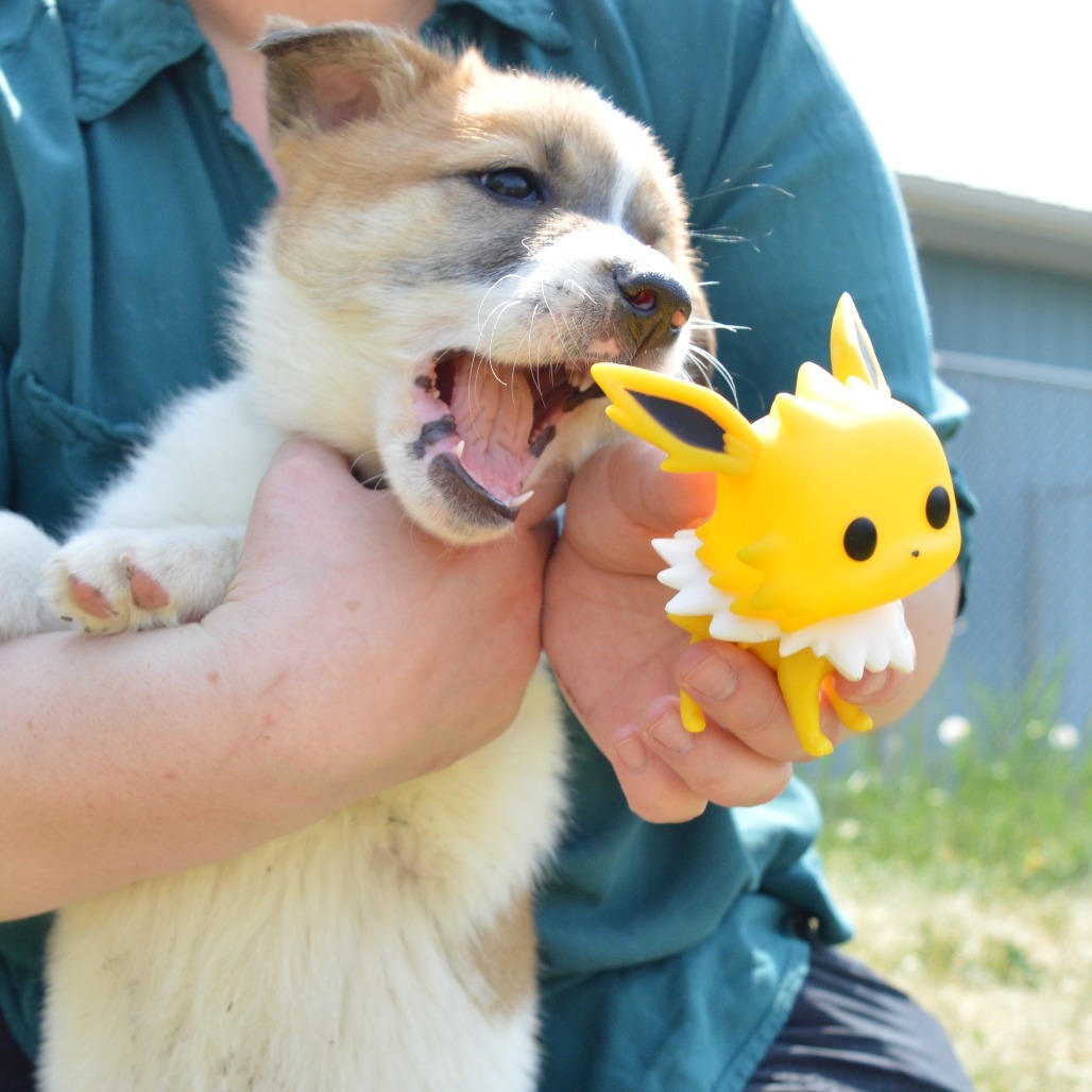 Jolteon