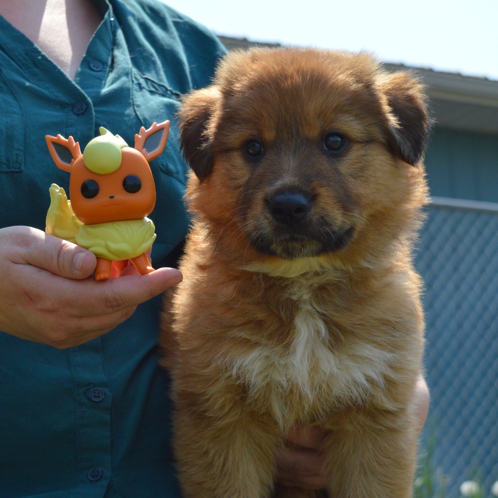 Flareon