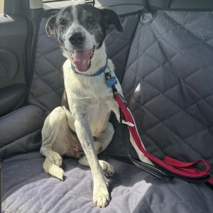 Alejandro is a senior rat terrier mix found as a stray and in need of a loving home This gentle