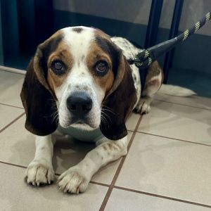Meet Gordo This handsome 4-year-old beagle was first spotted months ago running through the streets