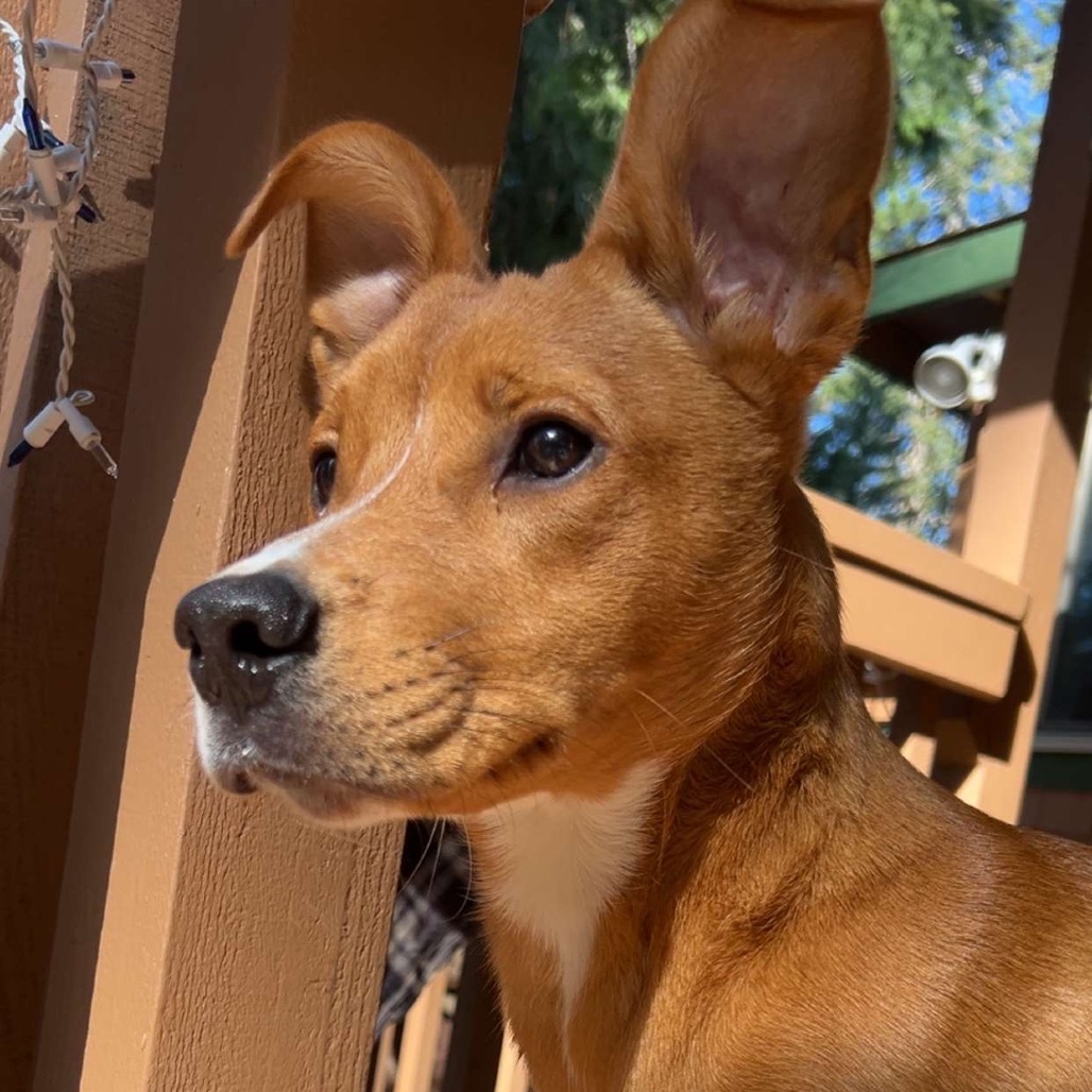 Jackson, an adoptable Basenji, Mixed Breed in Mount Shasta, CA, 96067 | Photo Image 1