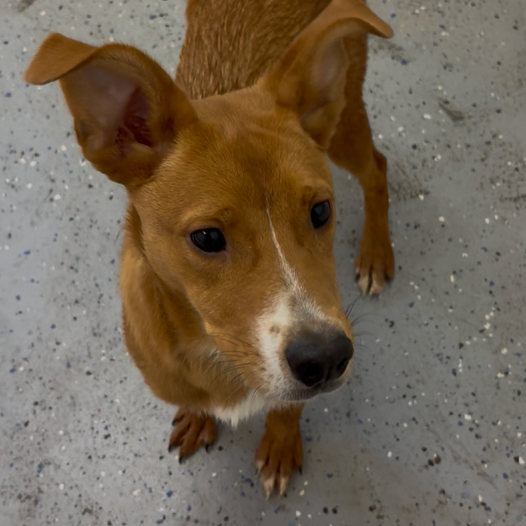 Jackson, an adoptable Basenji, Mixed Breed in Mount Shasta, CA, 96067 | Photo Image 2