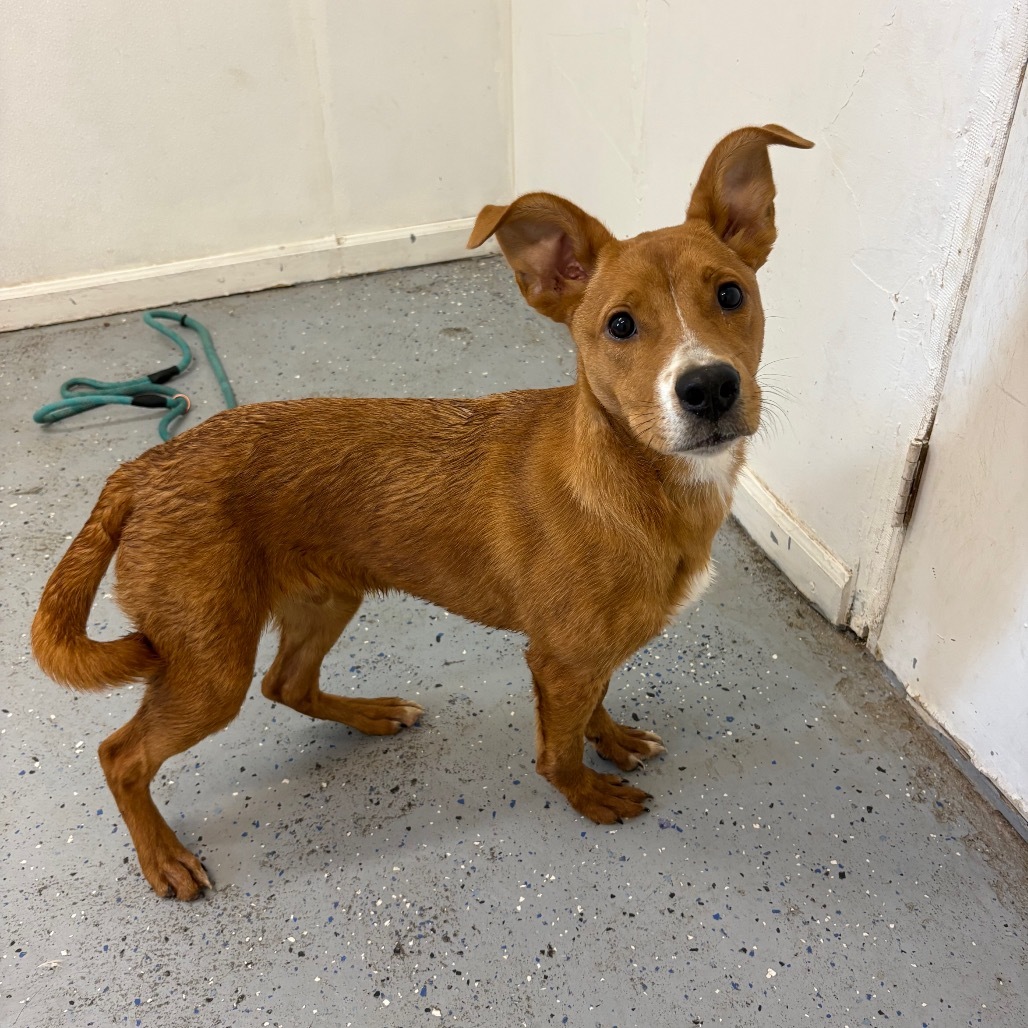 Jackson, an adoptable Basenji, Mixed Breed in Mount Shasta, CA, 96067 | Photo Image 3