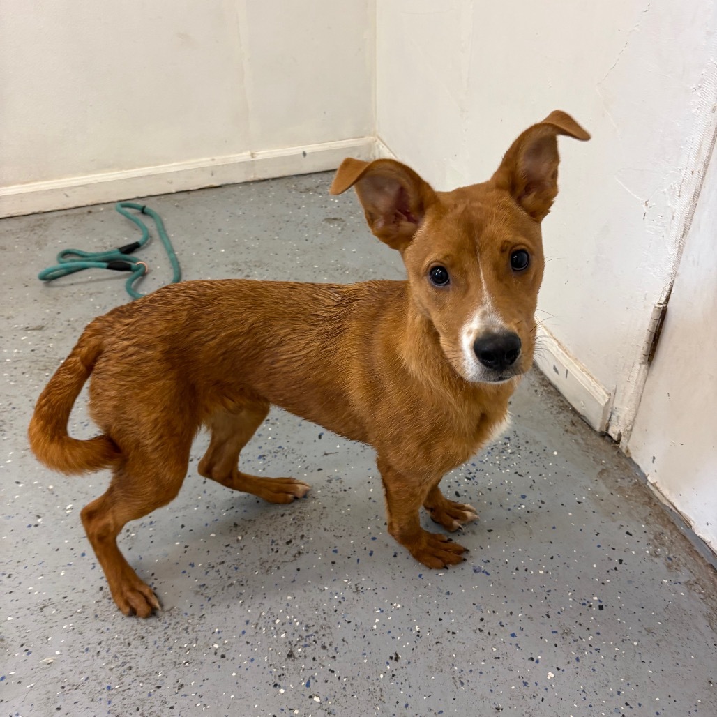 Jackson, an adoptable Basenji, Mixed Breed in Mount Shasta, CA, 96067 | Photo Image 4