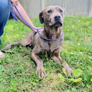 RIVER, Young Male Labrador Retriever