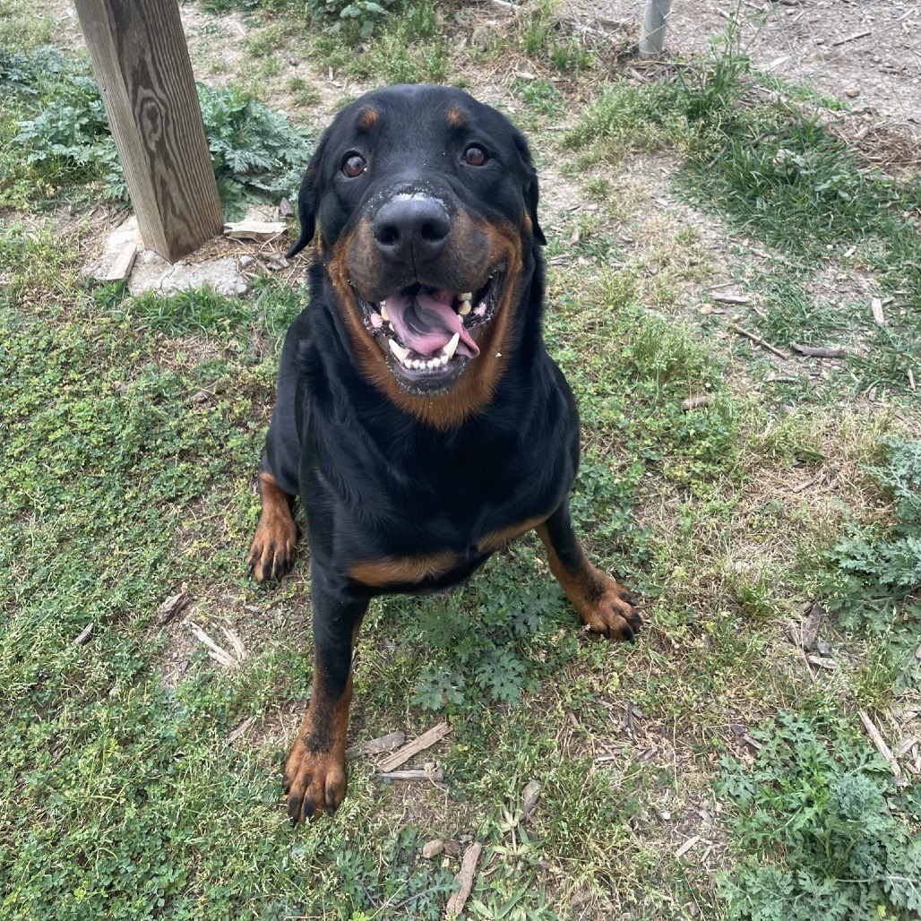 Goliath