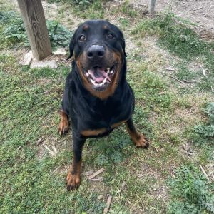 Goliath, Adult Male Rottweiler