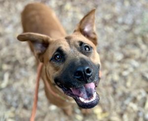 NAKIA, Young Female Pit Bull Terrier