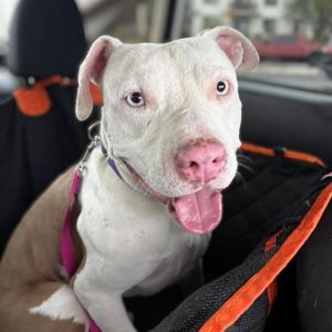SHY BOY*, Adult Male Pit Bull Terrier