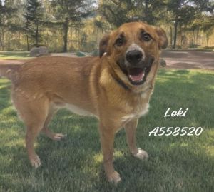 LOKI, Young Male Golden Retriever