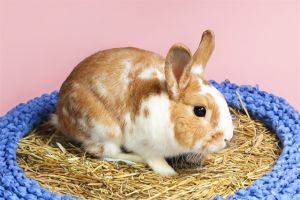WATCH MY VIDEODid someone say BENNYS BUNNIES We are overflowing with bunnies at the shelter right