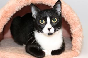 Topaz is an affectionate young kitty that is the perfect mix of active and mellow He is fine with b