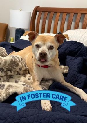 Hey there Im Noel Im a loving 30-pound boy hoping to enjoy my golden years in my forever home I
