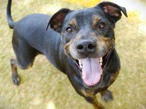 Hi Im Ty Pratera 51-pound Rottweiler type who somehow made my way from Pasco County all the way to 