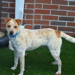 FERB, Young Male Parson Russell Terrier