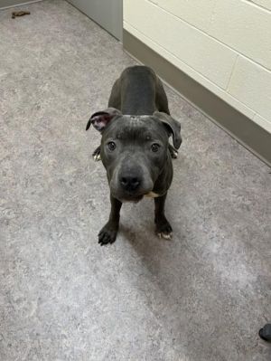 ZEUS, Young Male Pit Bull Terrier