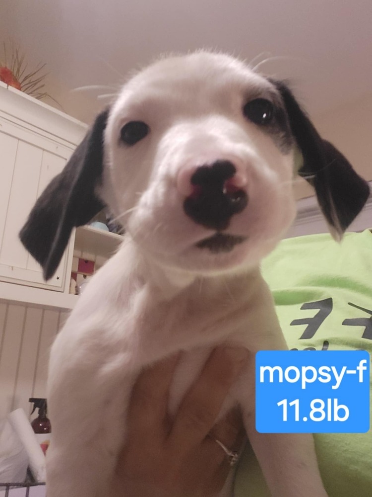 Mopsy