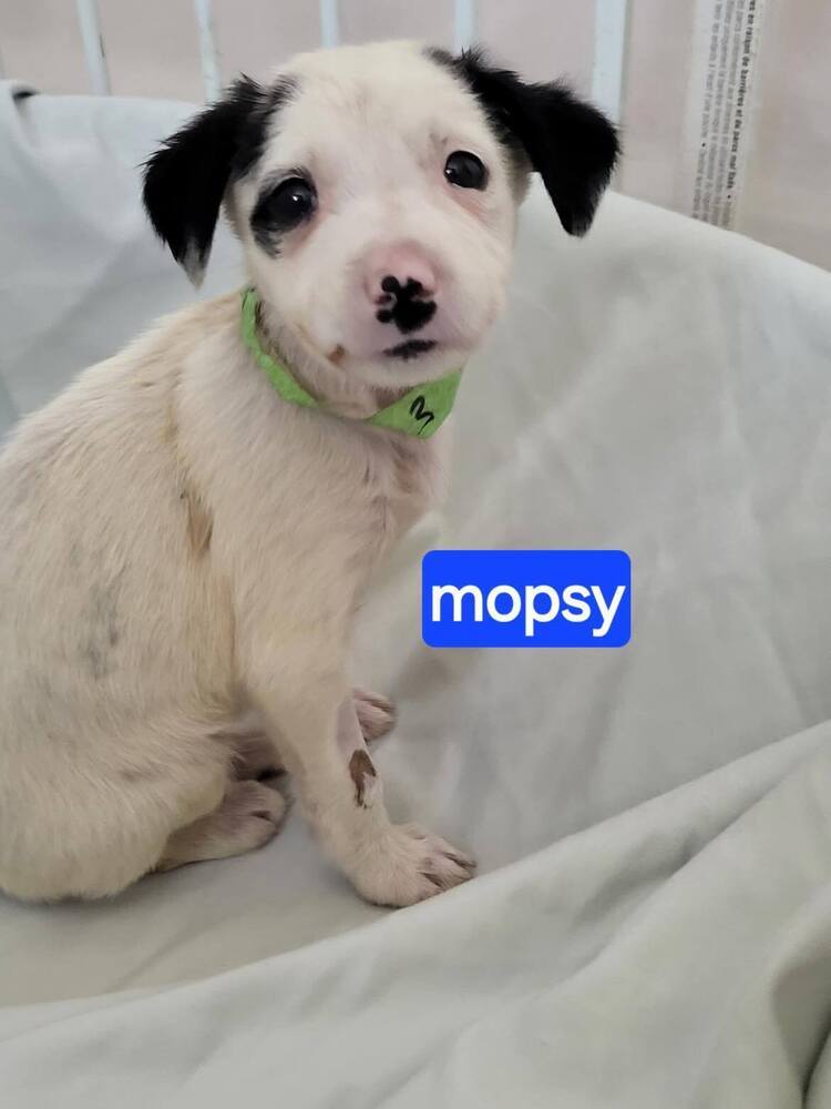 Mopsy