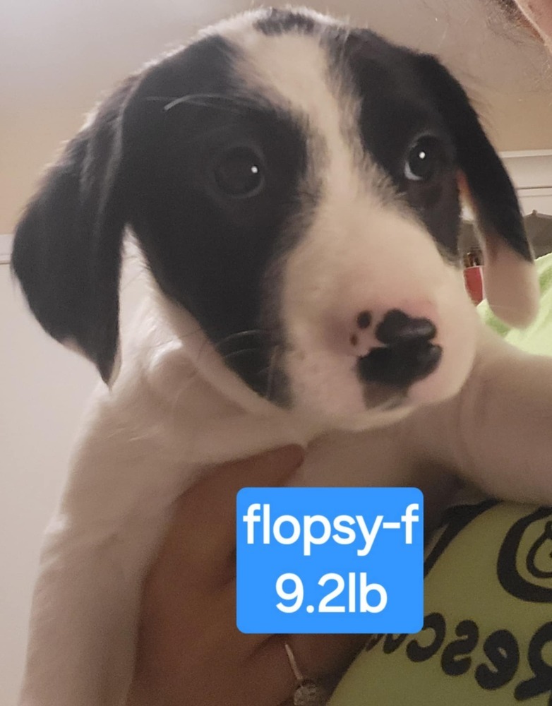 Flopsy
