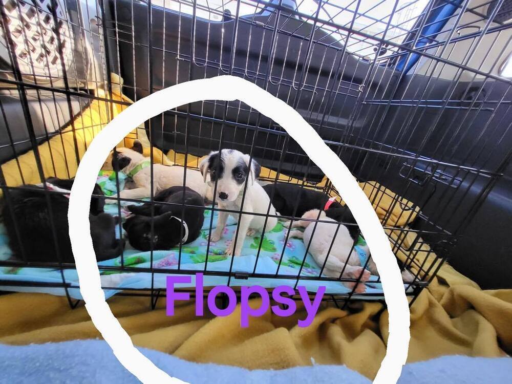 Flopsy