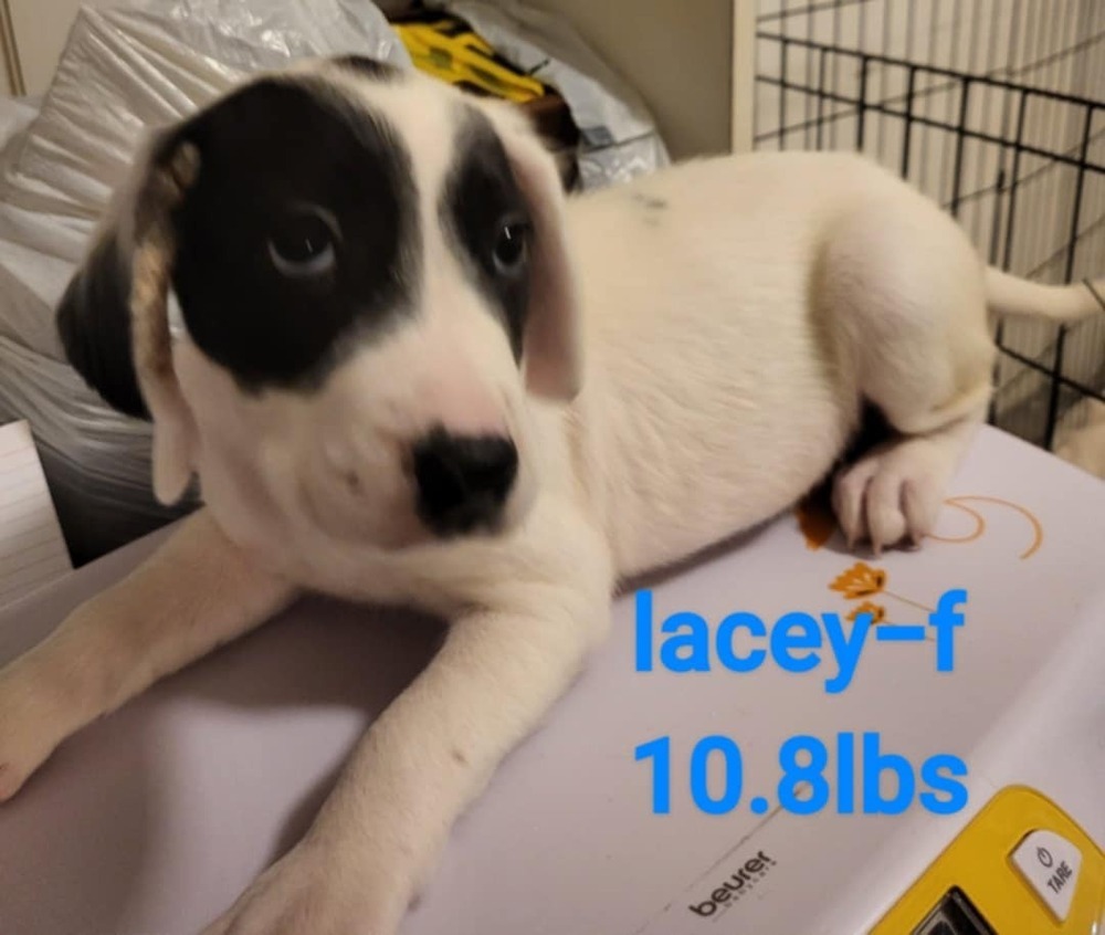 Lacey