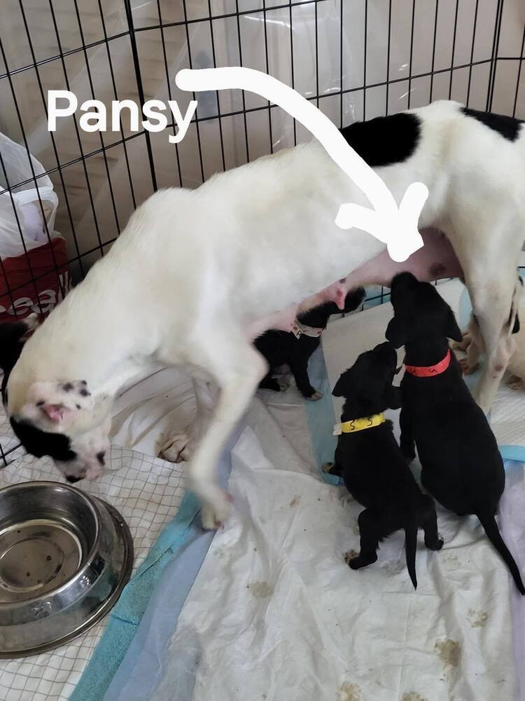 Pansy