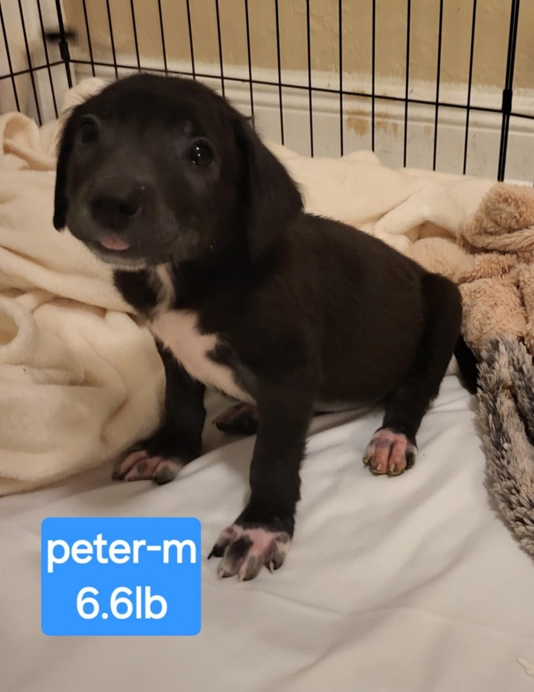 Peter