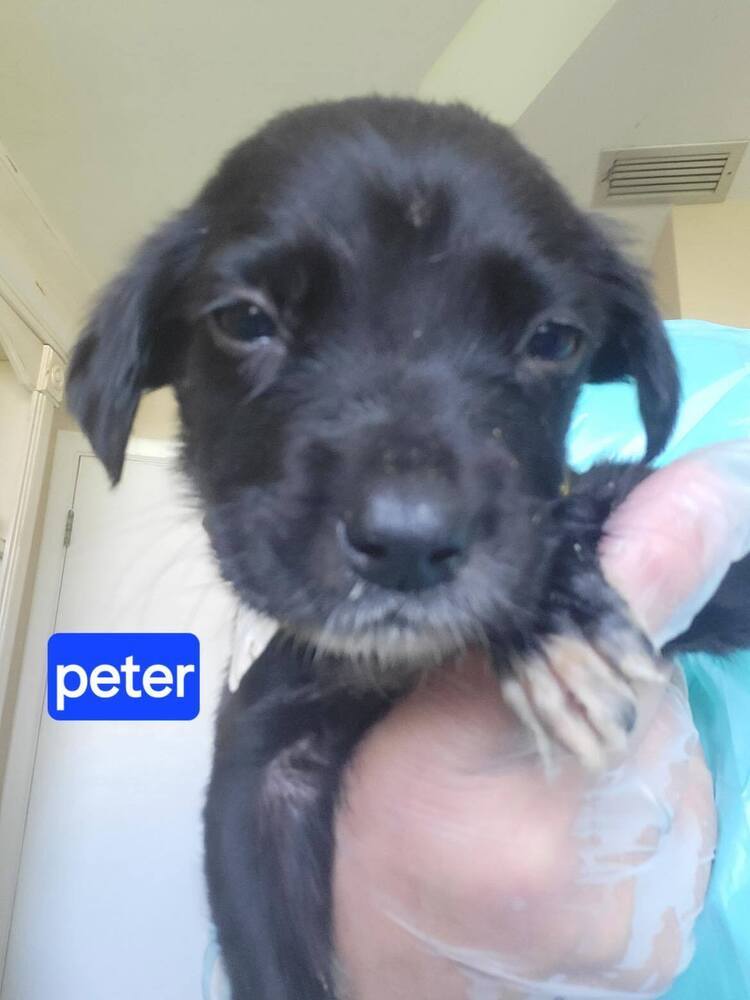 Peter