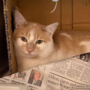 Hi Im a cool guy who came was rescued from a less than ideal situation I was taken to the