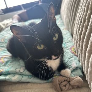 Bento Box is currently in foster care and ready for adoption via our virtual process Bento Box is a