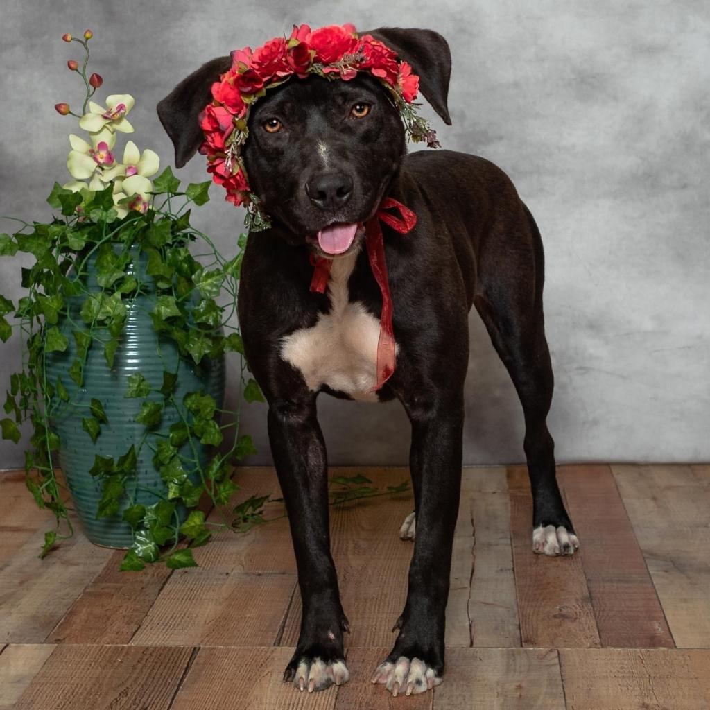 Brandy ($0 June Adoption Promo)
