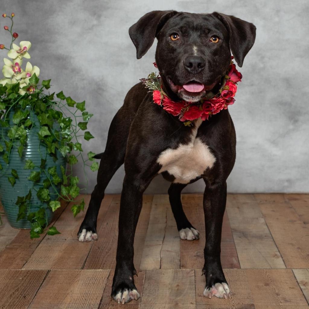 Brandy ($0 June Adoption Promo)