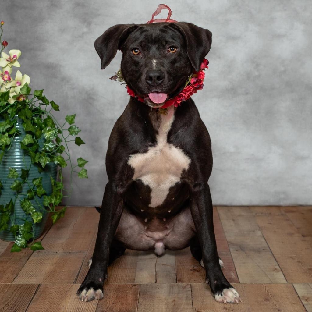 Brandy ($0 June Adoption Promo)