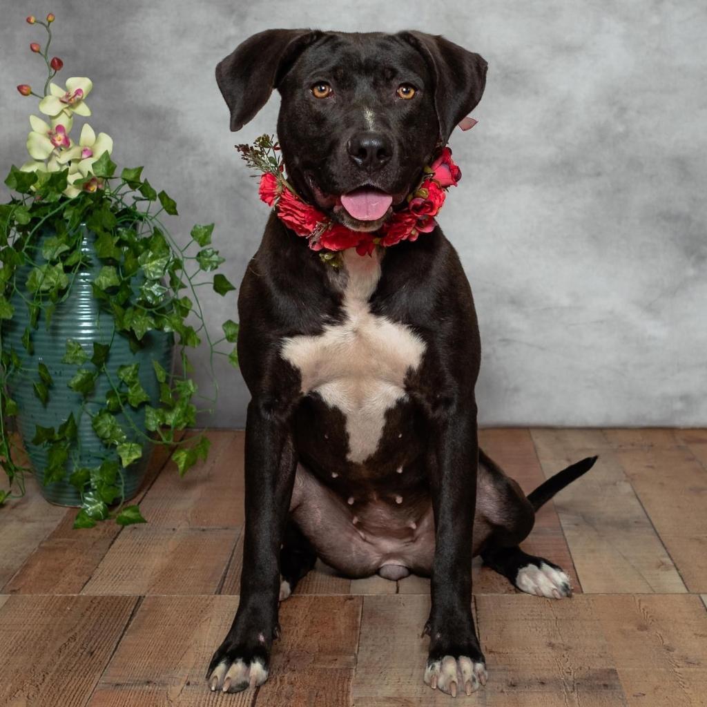 Brandy ($0 June Adoption Promo)