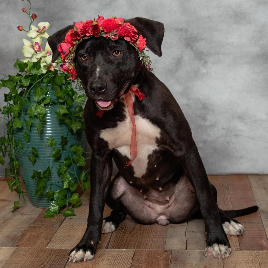 Brandy ($0 June Adoption Promo)