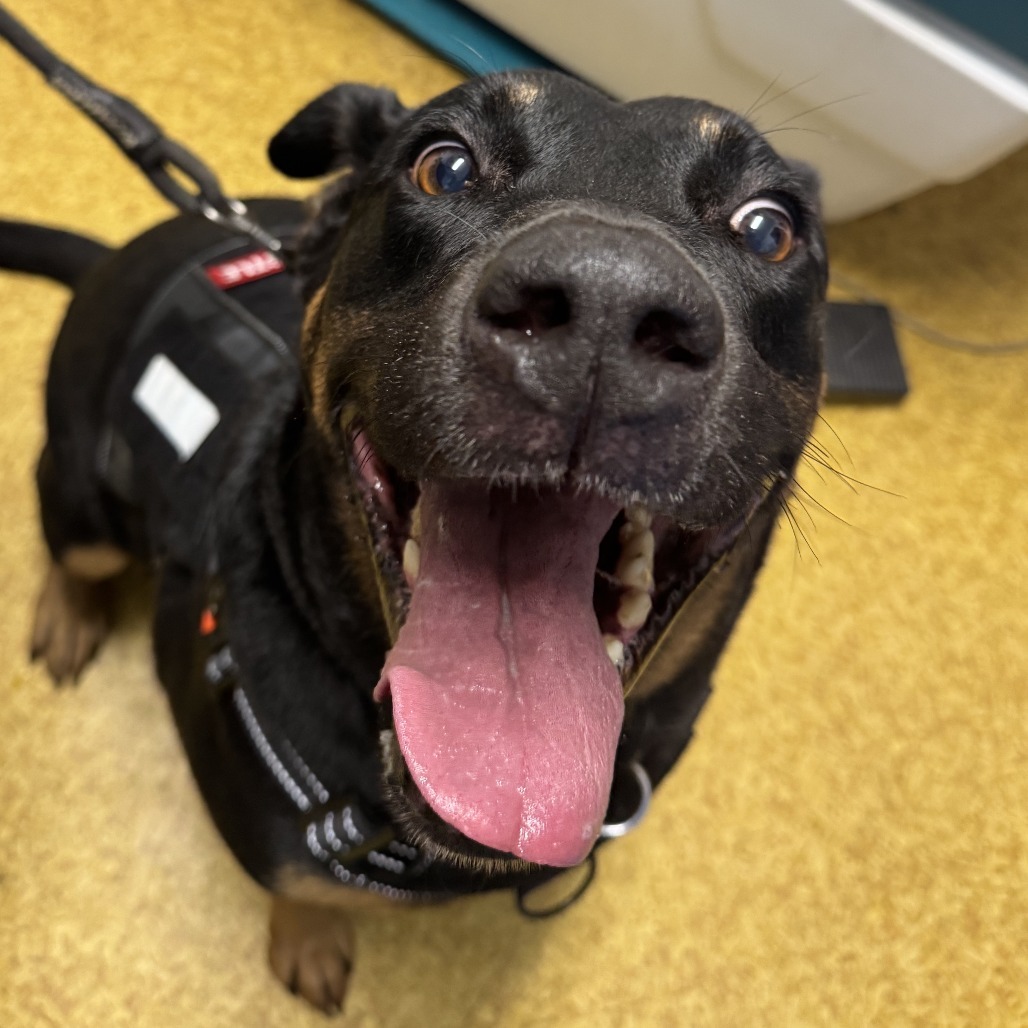 Whistle, an adoptable Rottweiler, Mixed Breed in Wahiawa, HI, 96786 | Photo Image 1