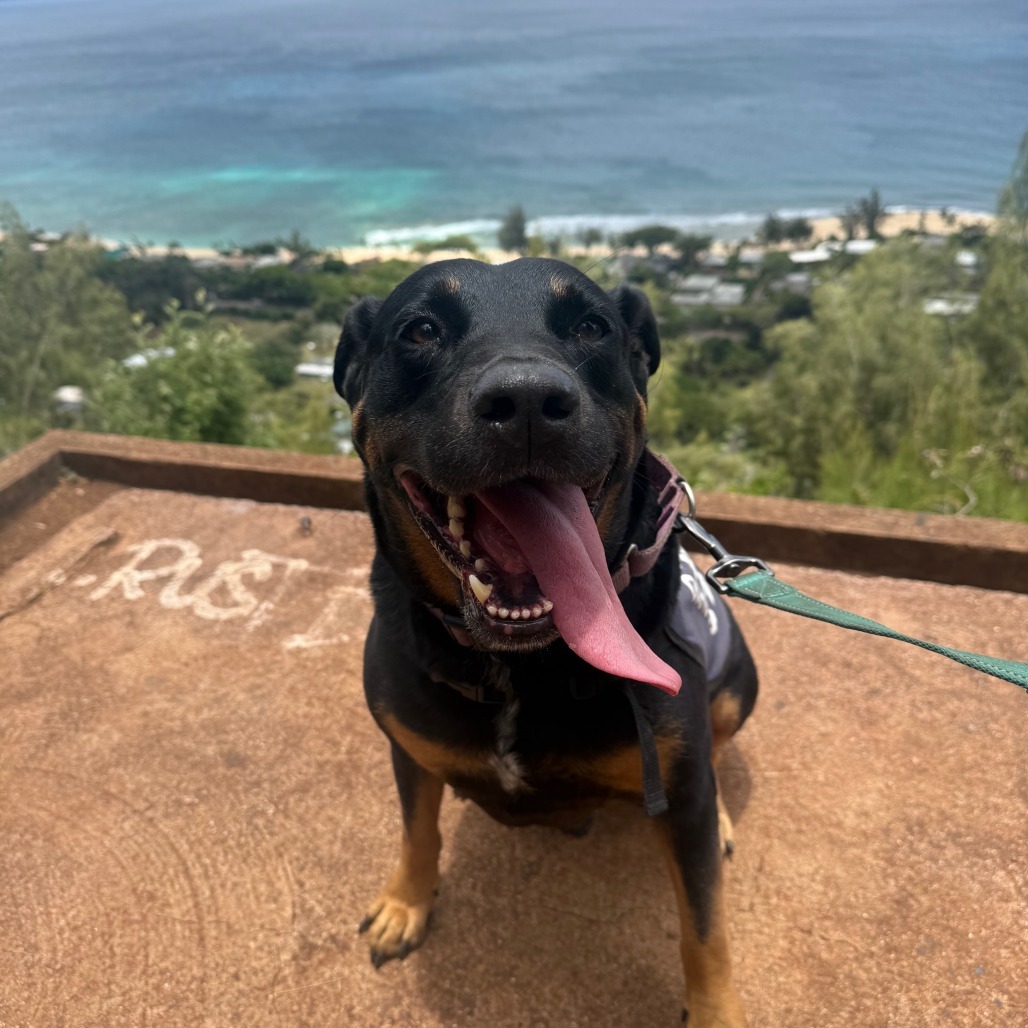 Whistle, an adoptable Rottweiler, Mixed Breed in Wahiawa, HI, 96786 | Photo Image 1