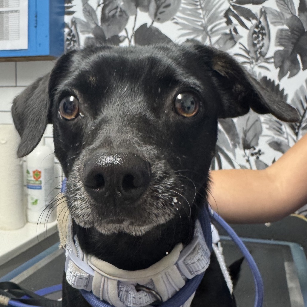 Poke, an adoptable Chihuahua, Mixed Breed in Wahiawa, HI, 96786 | Photo Image 1