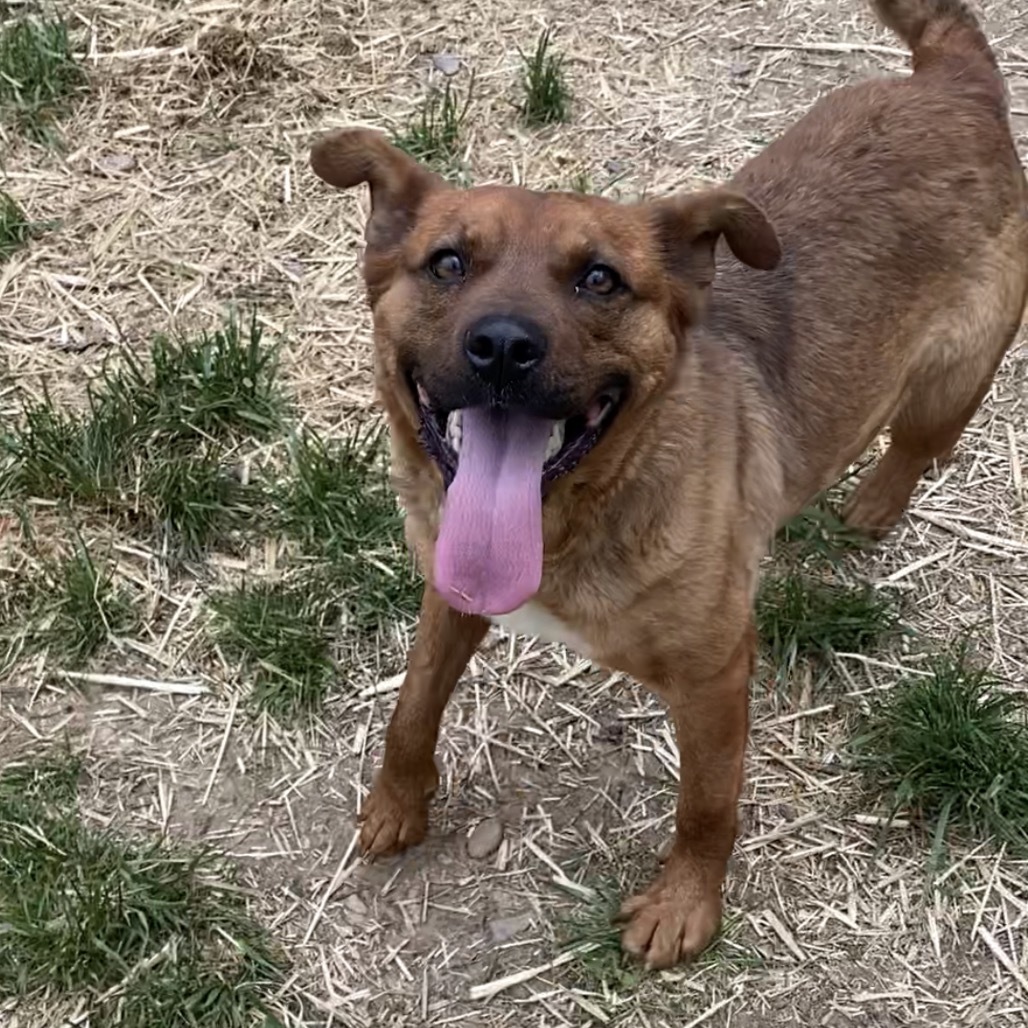 Stella