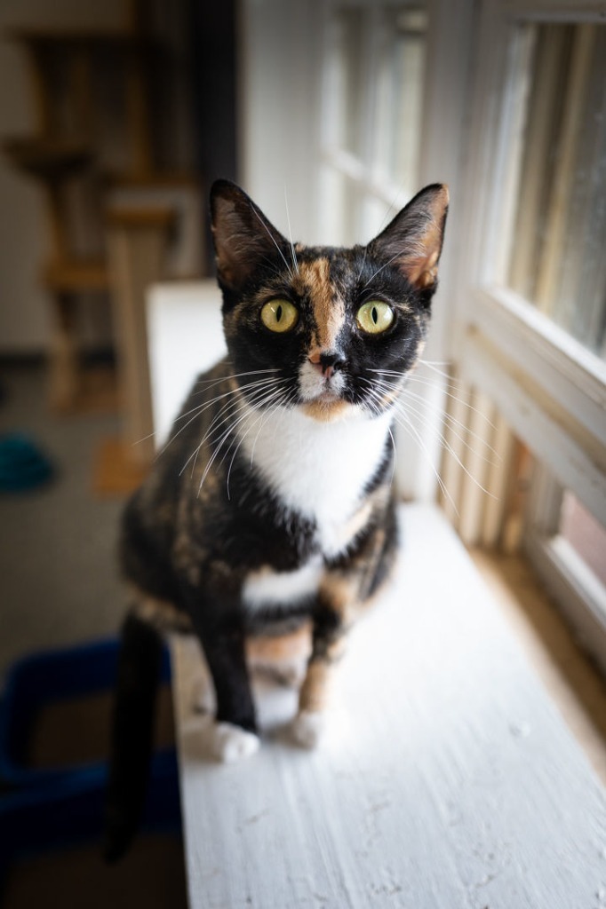 PERSEPHONE, an adoptable Domestic Short Hair in Athens, AL, 35611 | Photo Image 1