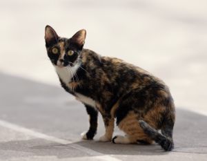PERSEPHONE, Young Female unknown
