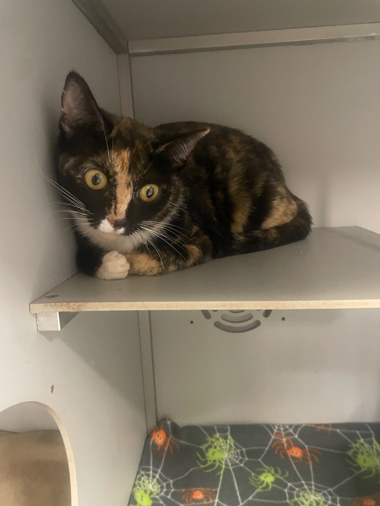 PERSEPHONE, an adoptable Domestic Short Hair in Athens, AL, 35611 | Photo Image 2