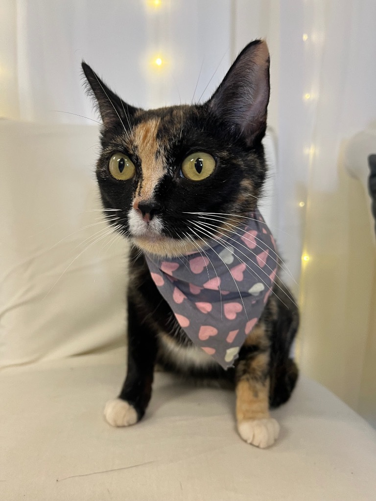 PERSEPHONE, an adoptable Domestic Short Hair in Athens, AL, 35611 | Photo Image 3