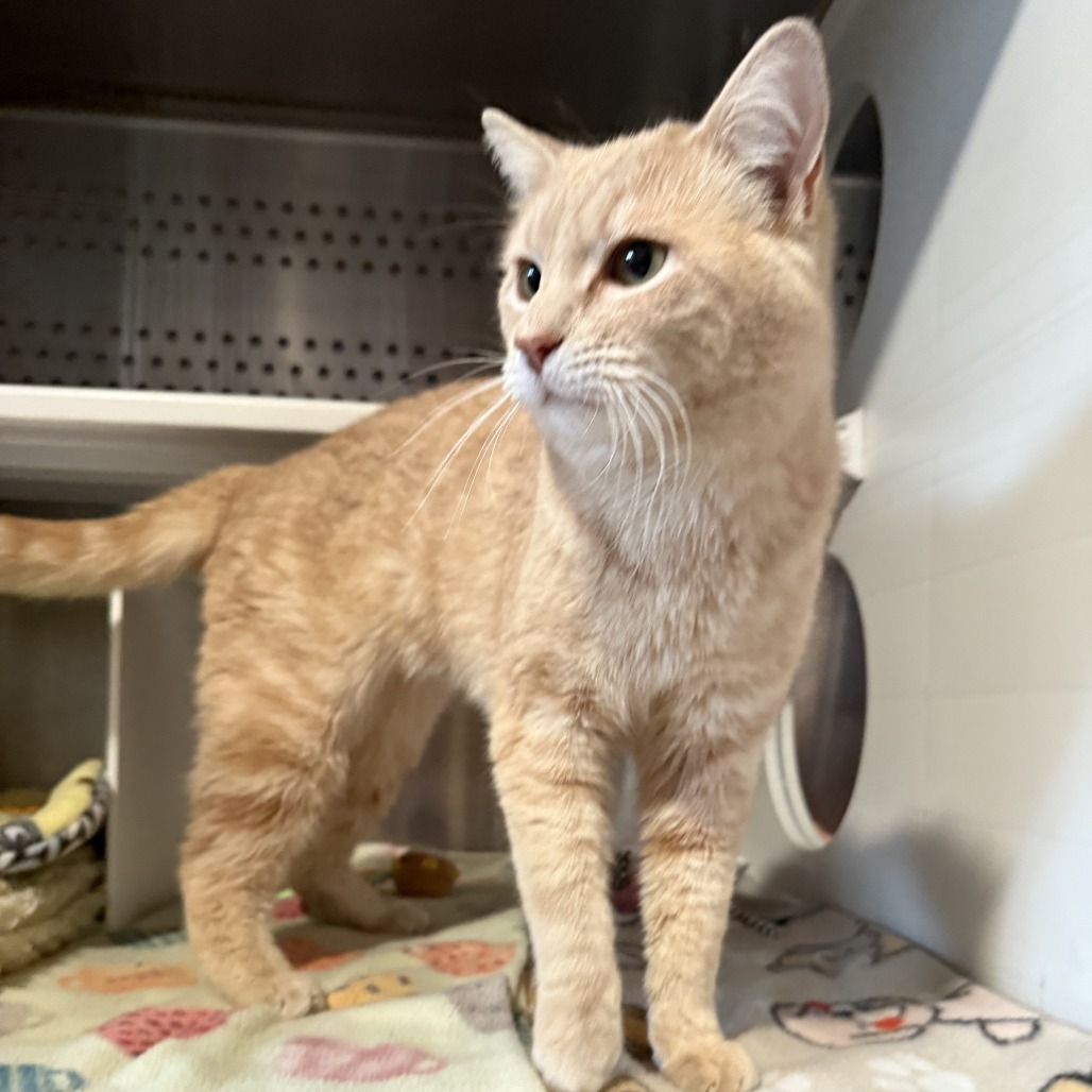 Starlink is at Petsmart in Grand Junction