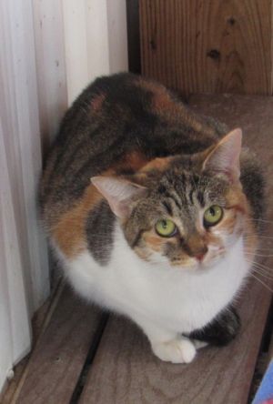 Julia, Adult Female Domestic Short Hair