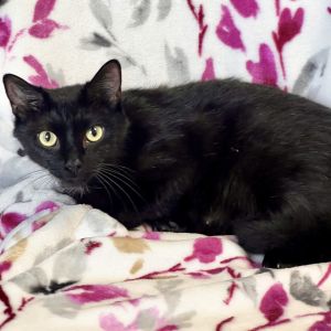 Mama Mango, Young Female Domestic Short Hair