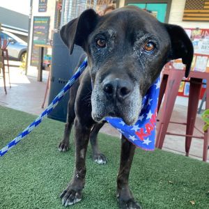 Shadow Suitcase, Senior Male Black Labrador Retriever